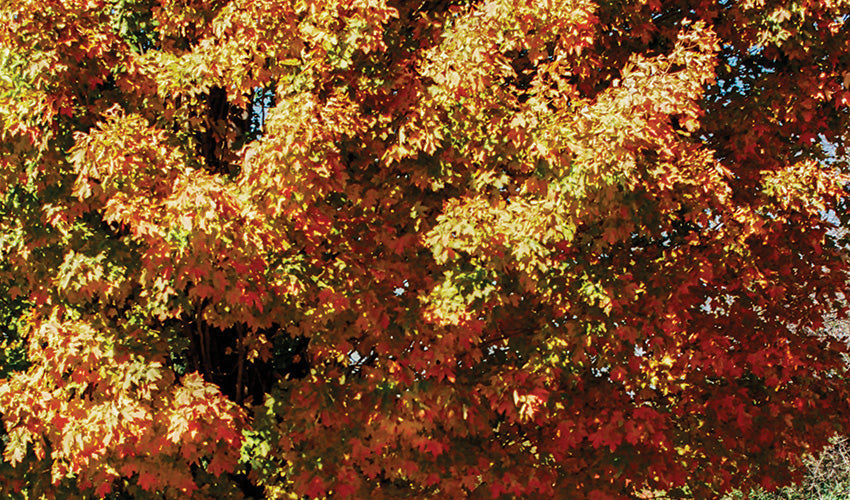 Idle Sounds: Autumn Haze