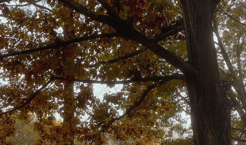 Idle Sounds: Autumn Mood